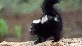 Black white striped animal branch - striped free wallpaper