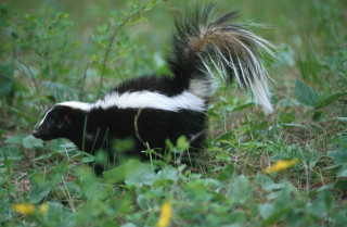 Skunky walking field grass flowers - an illustration free wallpaper