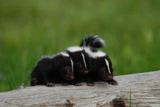 Skunks sitting log grass background - a green field free wallpaper
