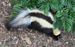 Skunky floral field forest garden - chica macnab free wallpaper