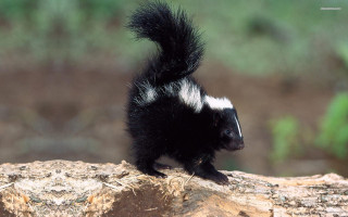 Small black white animal rock - punk free wallpaper