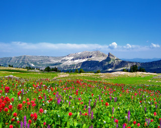Field of flowers mountain blue - a field of flowers free wallpaper