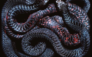 Snake curled spiral black background 2 - damien hirst free wallpaper