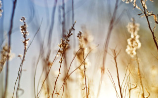Close up plants sun background - a close up of a bunch free wallpaper