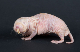 Hairless animal long tail black - real life skin free wallpaper