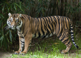 Tiger bamboo forest grass camouflage - a tiger free wallpaper