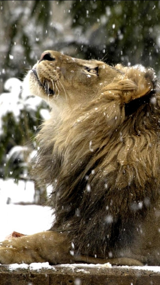 Lion snow looking up mouth - the snow free wallpaper