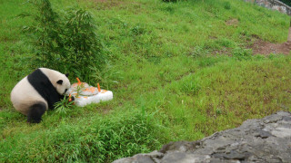 Panda eating grassy field rock - a grassy field next free wallpaper