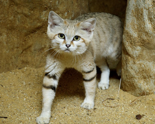 Cat sad rock wall expression - a rock wall free wallpaper