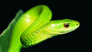 Green snake black background image - an illustration free wallpaper