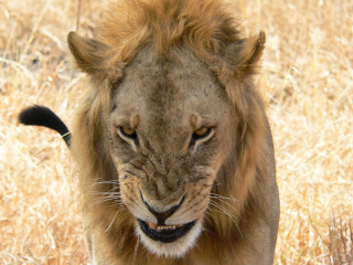 Lion walking dry grass open - a black tail free wallpaper