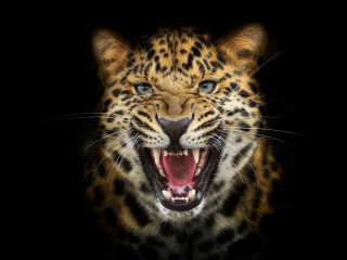 Leopard closeup mouth open teeth 5 - tooth wide open free wallpaper