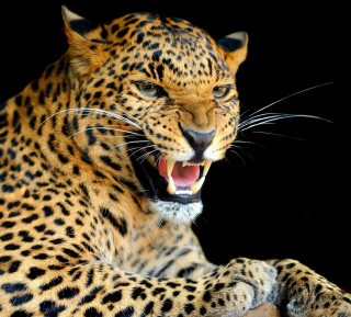 Leopard mouth open teeth wide 2 - wide free wallpaper
