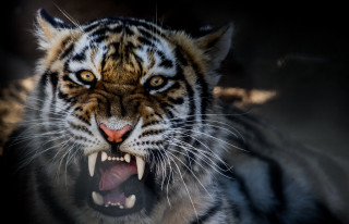 Tiger mouth open showing teeth - showing free wallpaper