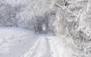 Snowy forest path skier winter - the other side free wallpaper