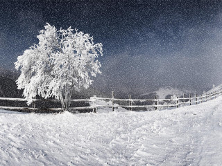 Lone tree snowy field fence - a lone tree in a snowy field free wallpaper