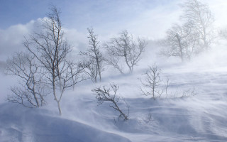 Person skiing snowy forest foggy - the air above free wallpaper