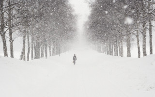 Snowboarder snow slope trees forest - a snowboard free wallpaper