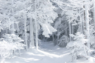 Skier snowy forest winter mountain - covered ground free wallpaper