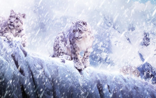 Snow leopards snowy mountain fantasy - matte painting free wallpaper for desktop