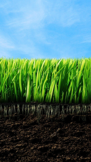 Green grass field blue sky - ecological art free wallpaper