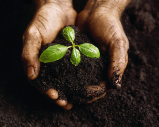 Person holding plant dirt ground - a person holding free wallpaper