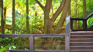 Wooden deck tropical forest trees - tropical free wallpaper
