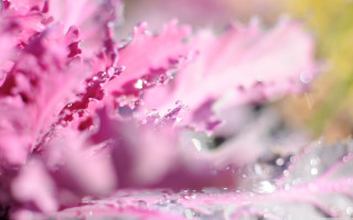 Pink flower water droplets macro 5 - benoit b. mandelbrot free wallpaper
