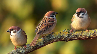 Three birds perched branch mossy - three bird free wallpaper