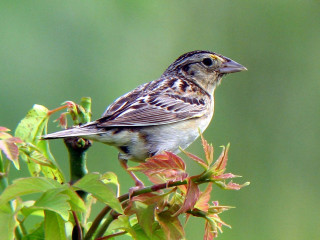 Bird perched branch leaves neck - a green background free wallpaper