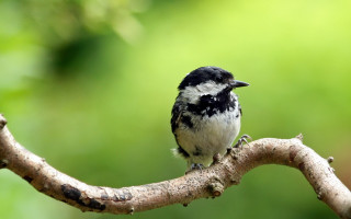Small bird perched branch forest 2 - a blurry background of leaves free wallpaper