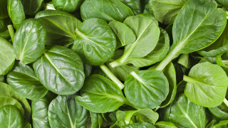 Green leaves green stems pile - green stem free wallpaper