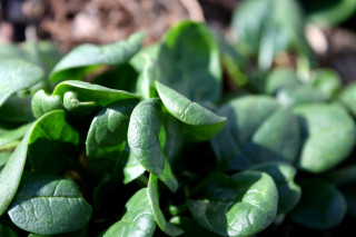 Green leaves plant bed macro - a close up of a bunch free wallpaper