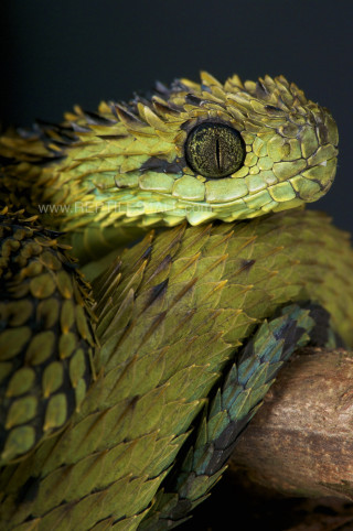 Green snake black eye branch - arie smit free wallpaper