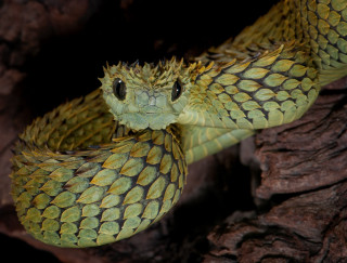 Green snake black yellow pattern - an illustration free wallpaper
