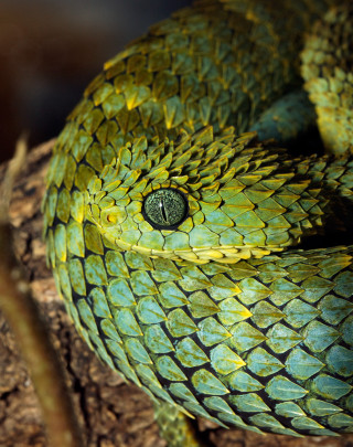 Green snake curling branch open - a tree branch free wallpaper
