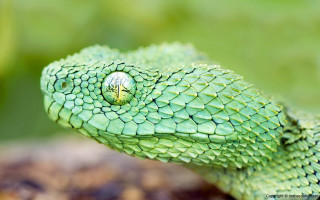 Green snake round hole head - a green snake free wallpaper