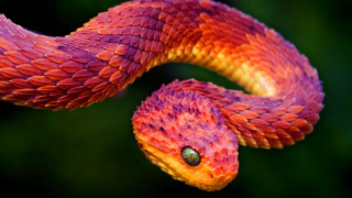 Cobra green eye closeup vibrant - vibrant color free wallpaper