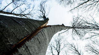 Tall tree bare branches clear - branch and a sky background free wallpaper