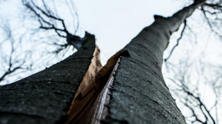 Tall tree bare branches clear 2 - cornelia parker free wallpaper