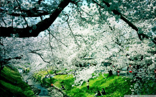 People walking path river tree - white flower free wallpaper