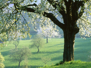 Tree bench cherry blossoms impressionist - derold page free wallpaper