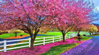 Road white fence pink flowers - a white fence free wallpaper