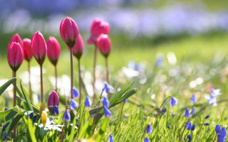 Pink flower field blue background - nature free wallpaper