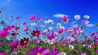 Field of flowers blue sky 7 - a field of flowers free wallpaper