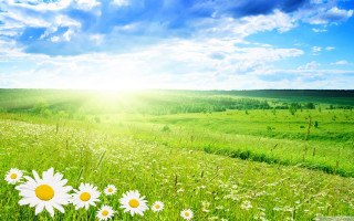 Daisies field sun blue sky - a bright sun in the background free wallpaper