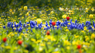 Field of flowers green grass 2 - the middle of the field free wallpaper