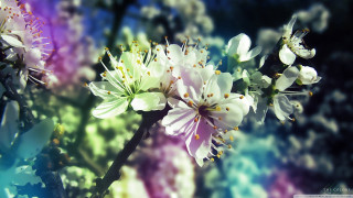 Close up flower blurry background 5 - carlos trillo name free wallpaper