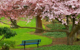Blue bench pink flowers tree - a park area free wallpaper