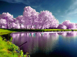 Blooming lake trees blue sky - beautiful landscape free wallpaper